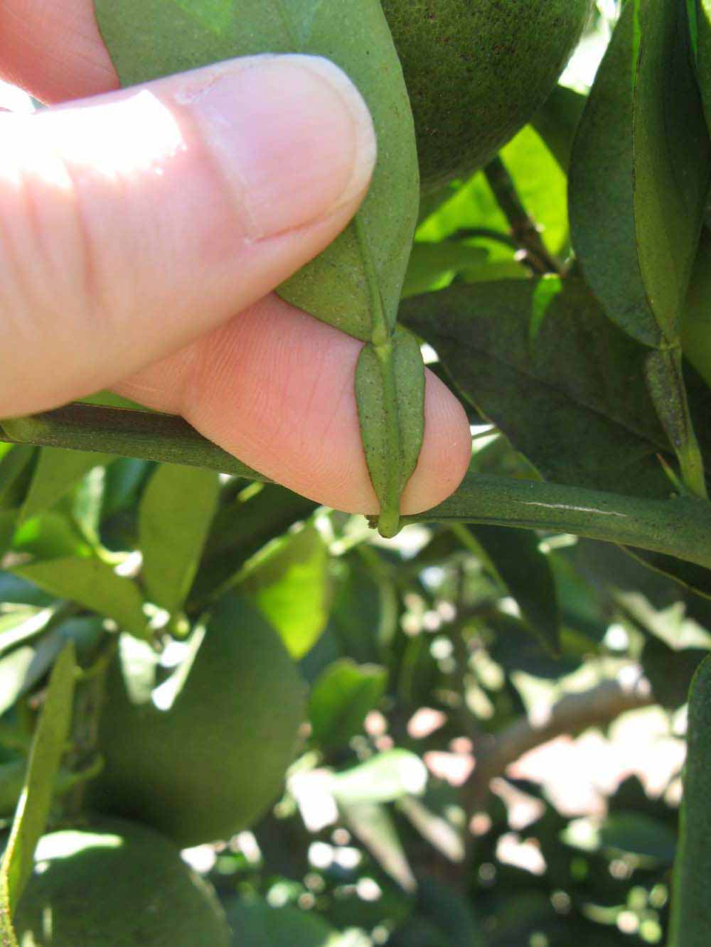              Petiole (Winter Haven, FL)       